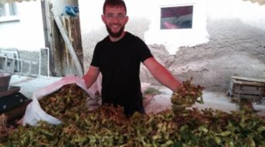 Yeni &Uuml;r&uuml;n Fındık Pazara İndi