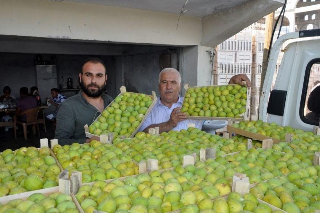 İncirin Başkenti Aydın&rsquo;da Taze İncir İhracat Başladı