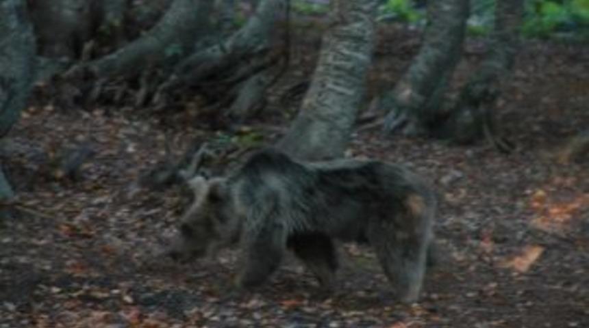 Uludağ&rsquo;a &Ccedil;ıkacak Dağcılara "ayı" Uyarısı