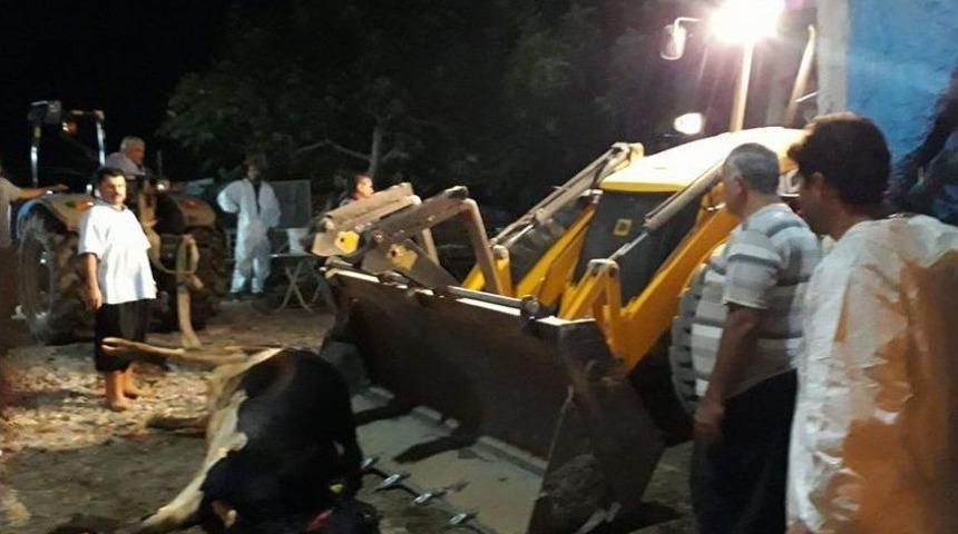 Kozan&rsquo;da 9 Adet B&uuml;y&uuml;kbaş Hayvan Telef Oldu