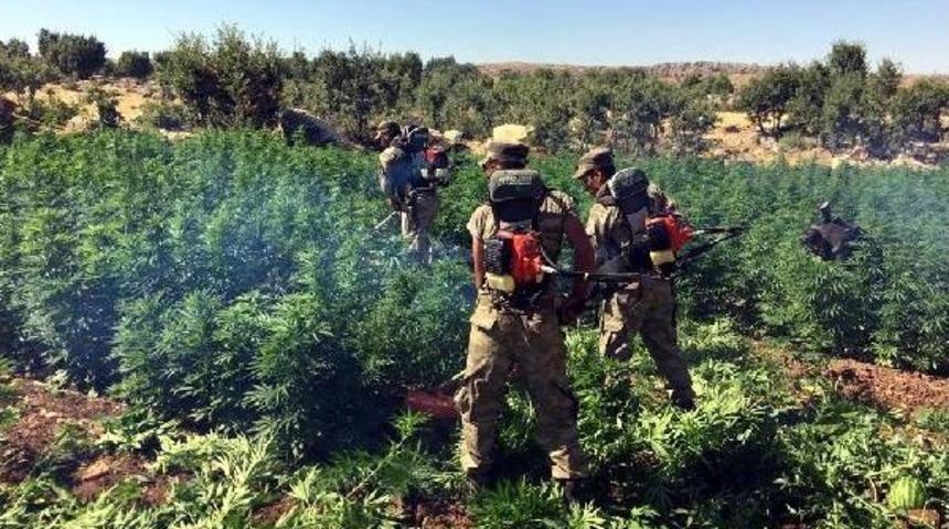 Hazro'da 613 Bin K&ouml;k Hintkeneviri Ele Ge&ccedil;irildi