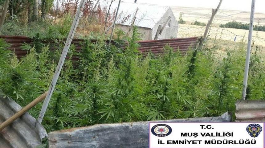 Muş&rsquo;ta Uyuşturucu Operasyonu