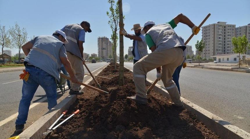 Diyarbakır&rsquo;da Kaldırım Ve Ref&uuml;jler Ağa&ccedil;landırılıyor