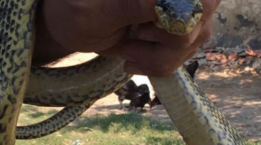 Evine Giren Yılanı Eliyle Yakaladı