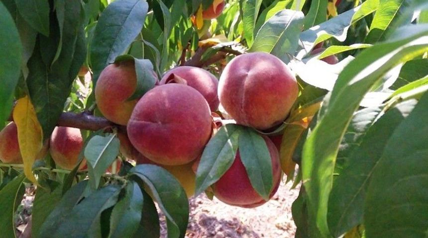 &Ccedil;arşamba Ovası&rsquo;nda Şeftali &Uuml;retimi Artıyor