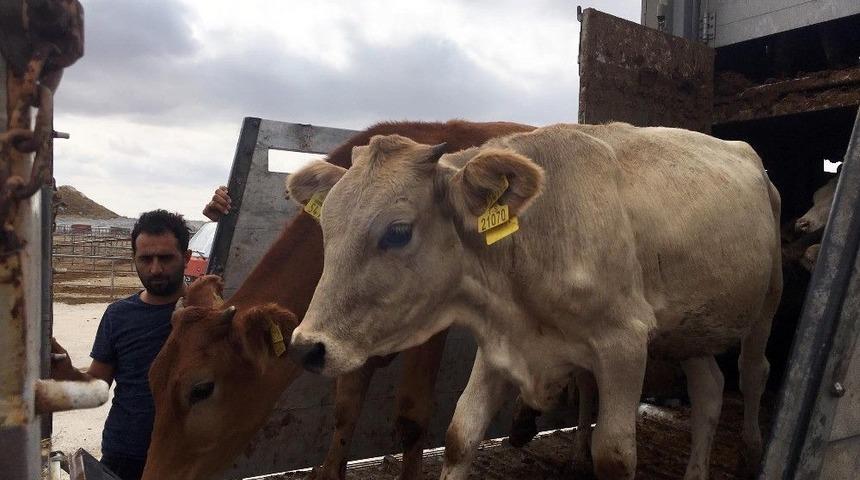 Sorgun&rsquo;da Gen&ccedil; &Ccedil;ift&ccedil;ilere B&uuml;y&uuml;kbaş Hayvan Dağıtıldı