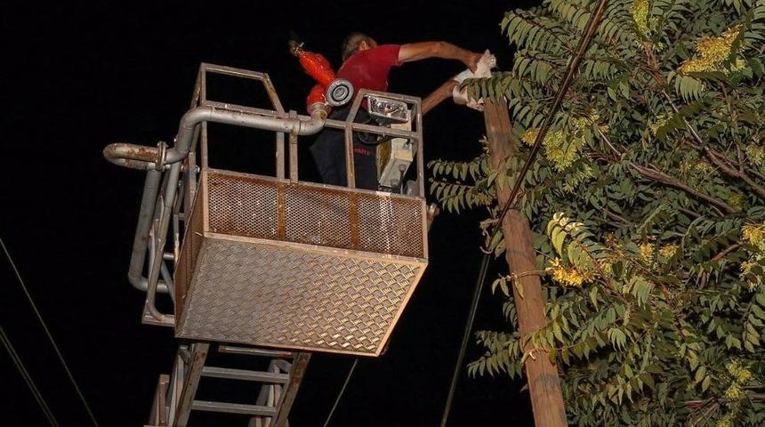 Direkte Mahsur Kalan Kediyi İtfaiye Kurtardı