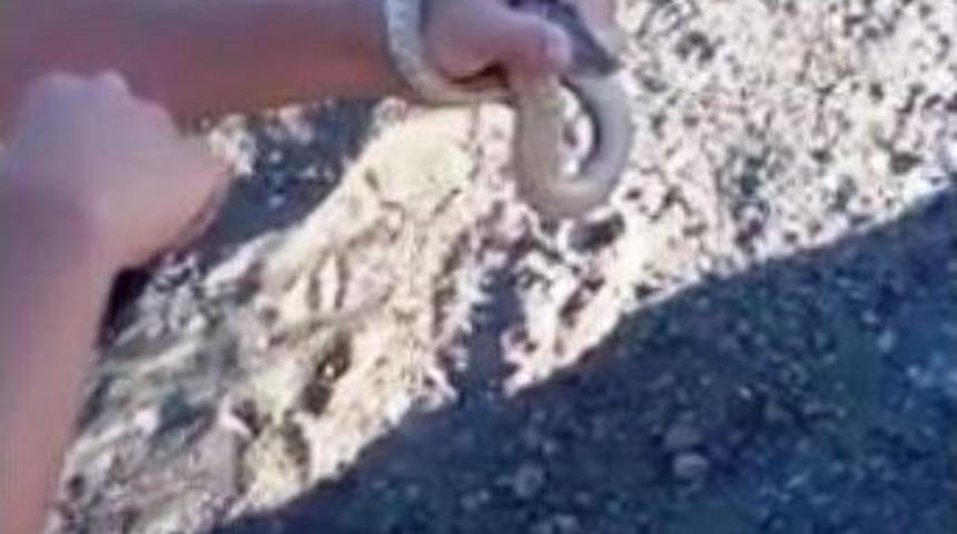 Cesur Gen&ccedil; Yılanı Eli İle Yakaladı