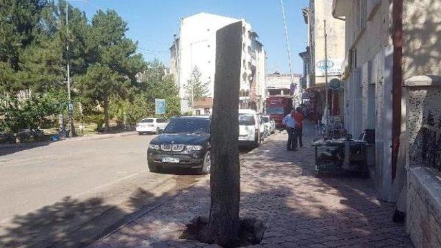 Böyle Budama Görülmedi