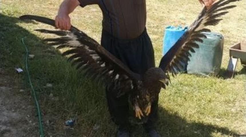 Yaralı Olarak Bulunan Kaya Kartalı Tedavi Altına Alındı