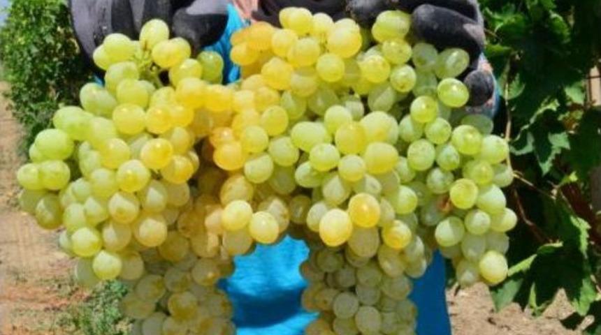 Sultaniye Üzümü Ihracata Hazır