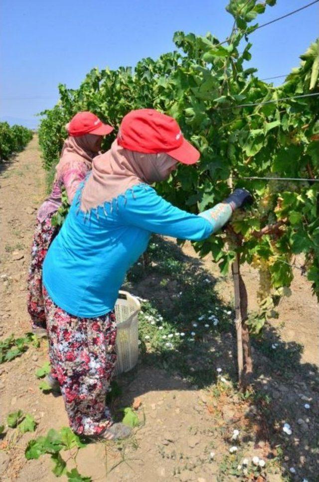 Sultaniye Üzümü Ihracata Hazır