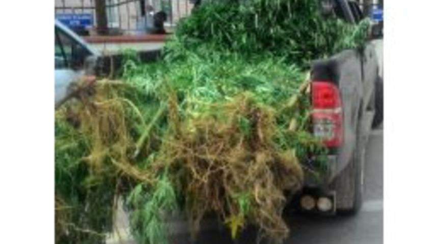 Sakarya&rsquo;da 30 K&ouml;k Kenevir Ele Ge&ccedil;irildi