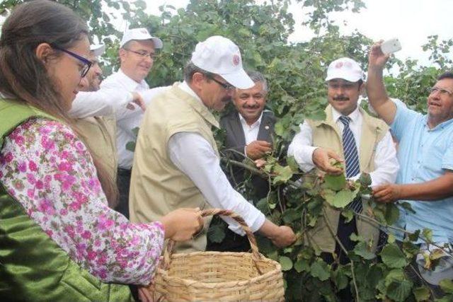 Fındık Hasadı Dualarla Başladı