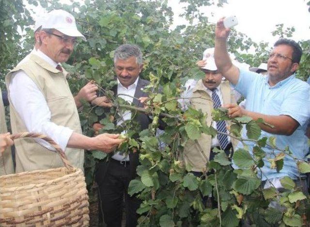 Fındık Hasadı Dualarla Başladı