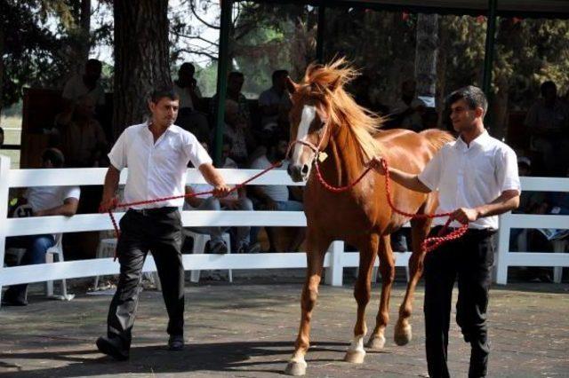 Arap Yarış Tayları, Ev Fiyatına Alıcı Buldu