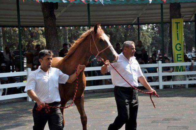 Arap Yarış Tayları, Ev Fiyatına Alıcı Buldu