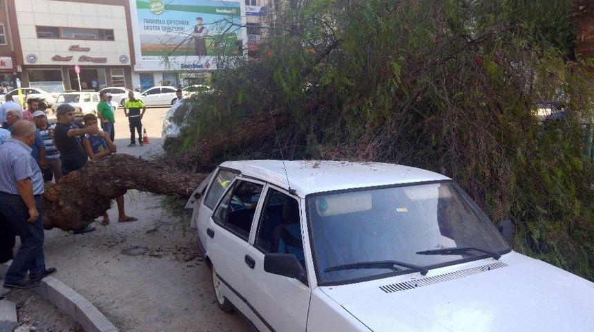 Devrilen Ağa&ccedil; 2 Araca Hasar Verdi