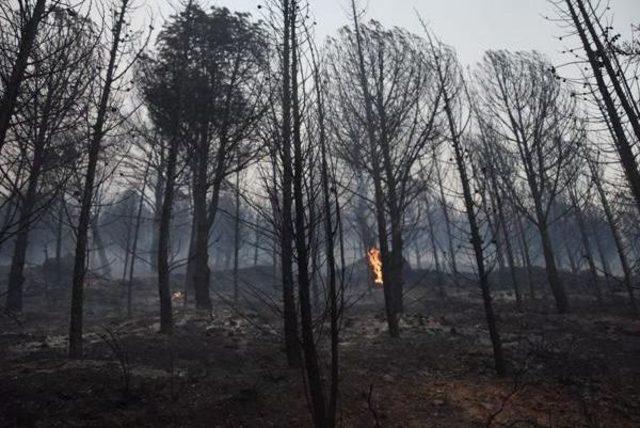 İzmir'de Makilik Alanda Yangın