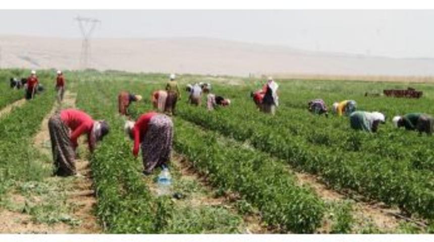 &Uuml;niversiteli Kızlar Alın Teri D&ouml;kerek Para Kazanıyor