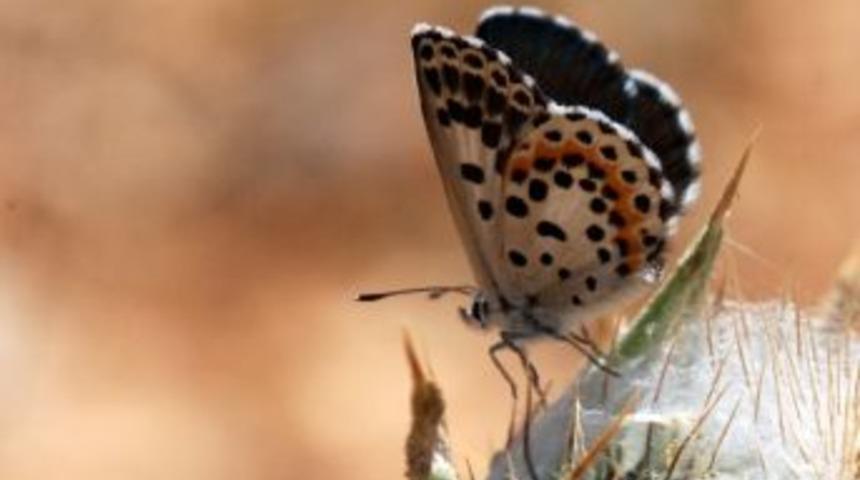 Kara Mavi G&uuml;m&uuml;şhane&rsquo;de Fotoğraflandı