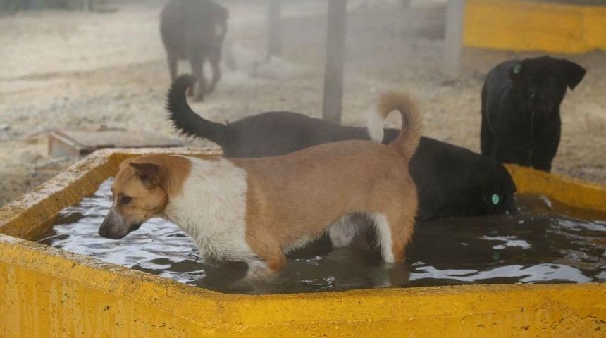 Sıcak Ve Nemden Bunalan Hayvanlara Buharlı Serinlik