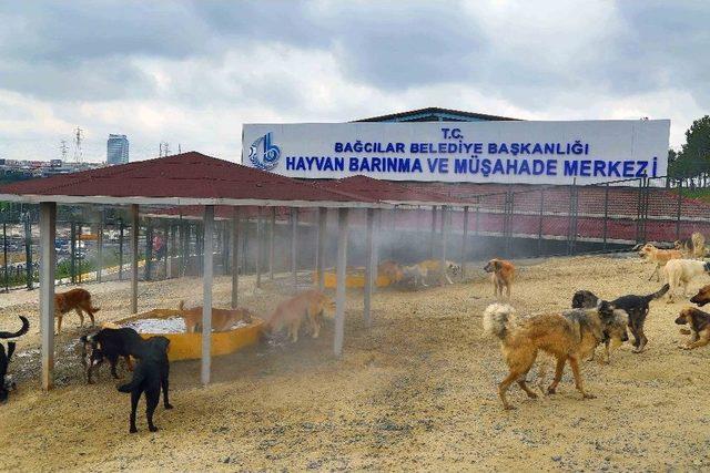 Sıcak Ve Nemden Bunalan Hayvanlara Buharlı Serinlik