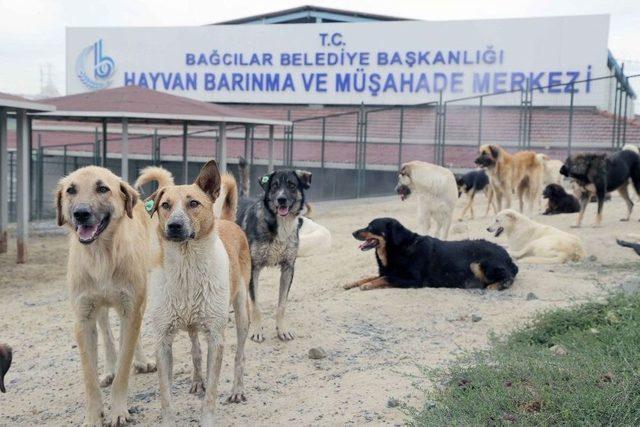 Sıcak Ve Nemden Bunalan Hayvanlara Buharlı Serinlik