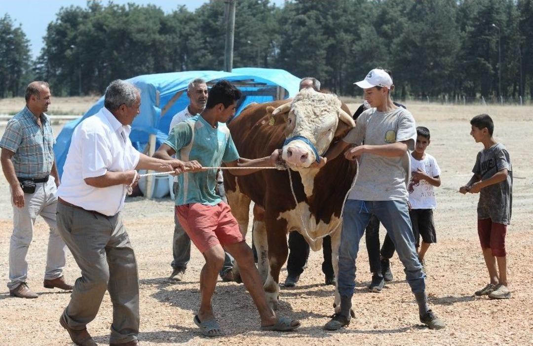(&ouml;zel Haber) 2 Tonluk Kurbanlık Boğayı 10 Kişi Zor Zapt Ediyor