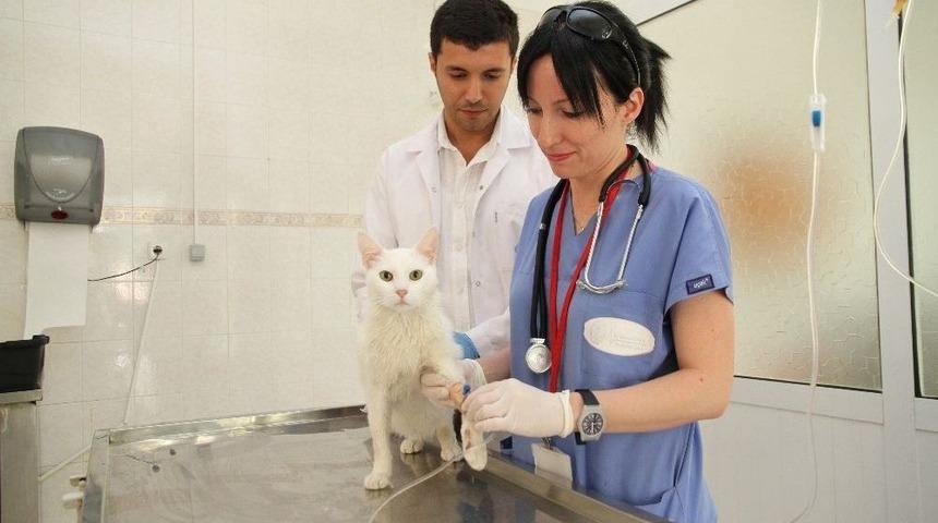 Ad&uuml; Veteriner Fak&uuml;ltesi Hastanesi Yılda 4 Bin Hastaya Bakıyor