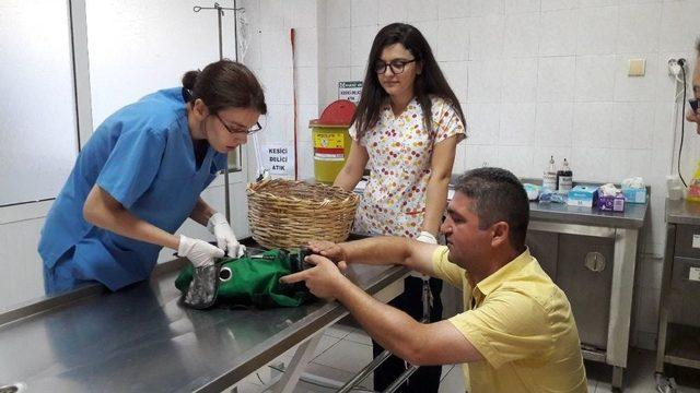 Adü Veteriner Fakültesi Hastanesi Yılda 4 Bin Hastaya Bakıyor