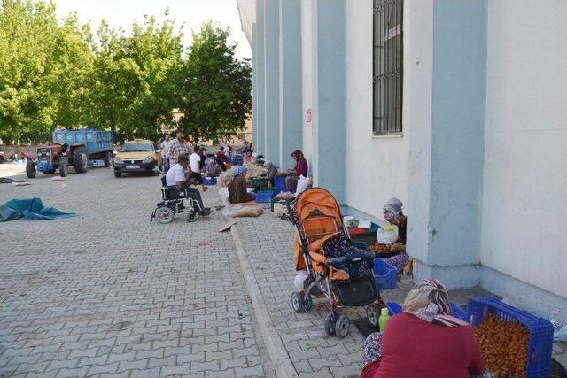 Kayısıda Patik Dönemi Başladı