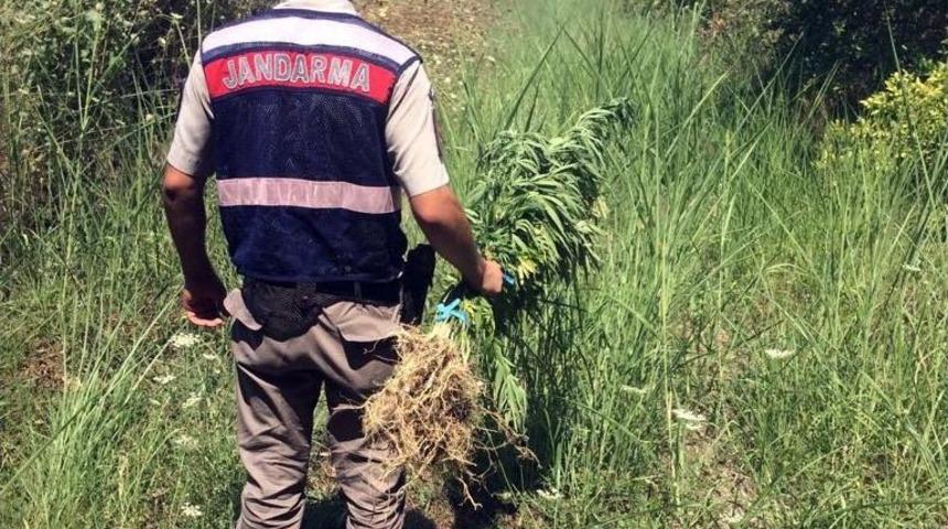 Ortaca&rsquo;da Jandarmadan Kenevir Operasyonu