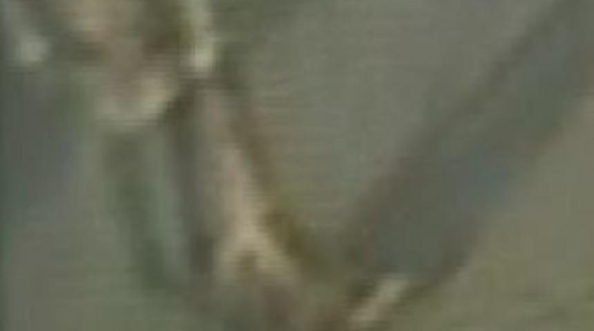 &Ccedil;ocuğuna Saldırdığını &Ouml;ne S&uuml;rd&uuml;ğ&uuml; K&ouml;peği Av T&uuml;feği Ile &Ouml;ld&uuml;rd&uuml;