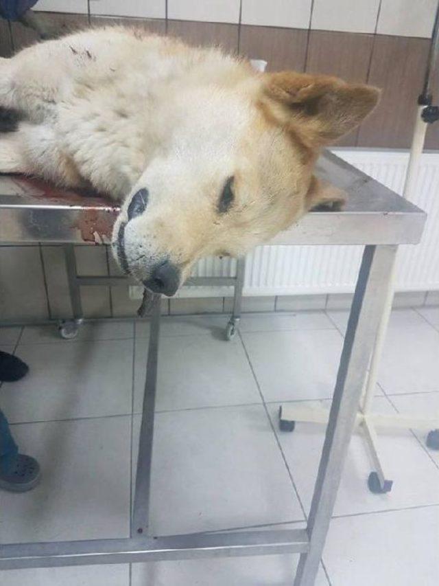 Çocuğuna Saldırdığını Öne Sürdüğü Köpeği Av Tüfeği Ile Öldürdü