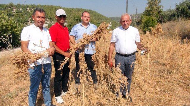 Astronotların Beslenmesinde Kullanılan Kinoada İlk Hasat Heyecanı