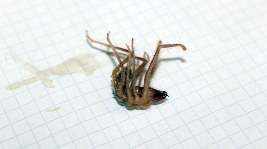 Niğde&rsquo;de Sarıkız &Ouml;r&uuml;mceği Kabusu