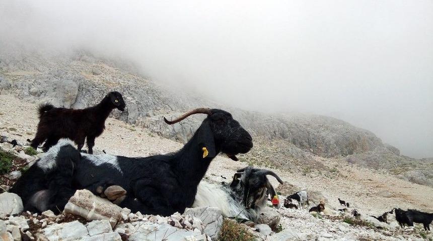 2 Bin 500 Metreden Kurban Pazarına