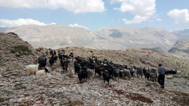 2 Bin 500 Metreden Kurban Pazarına