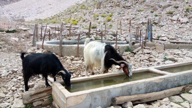 2 Bin 500 Metreden Kurban Pazarına