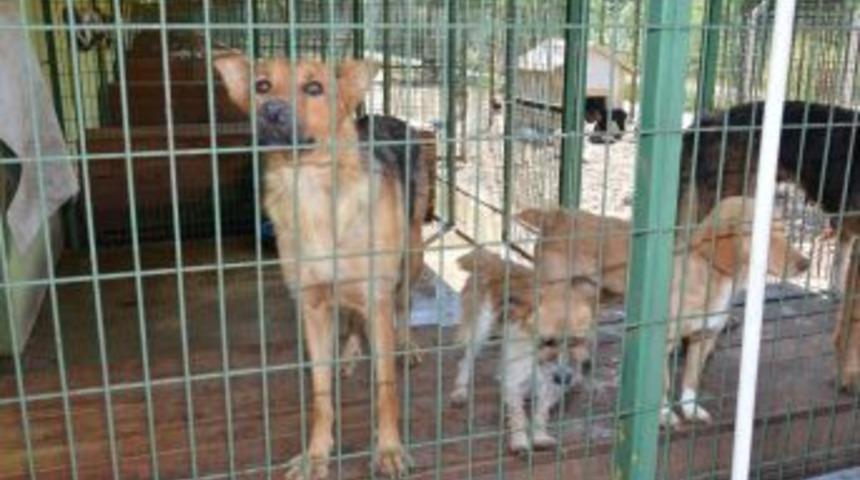 Hayvan Barınağı İ&ccedil;in Bakanların İşbirliği