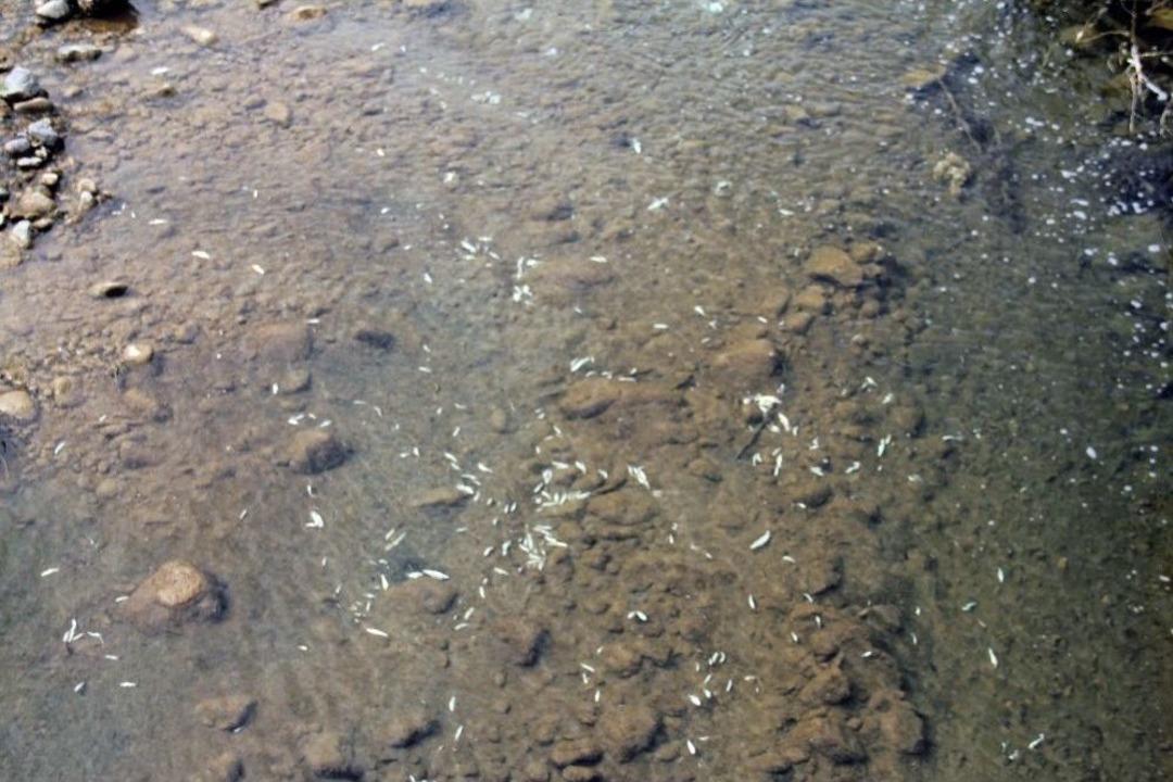 Giresun&rsquo;da Batlama Deresi&rsquo;nde Yaşanan Toplu Balık &Ouml;l&uuml;mleri