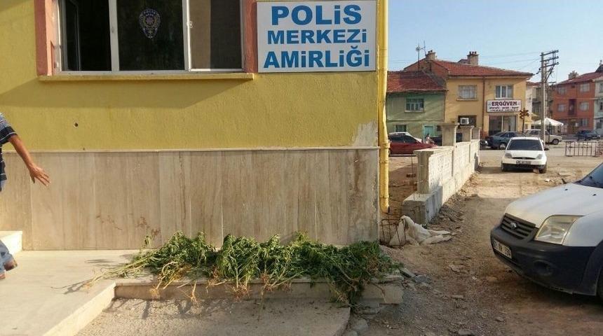 Bolvadin&rsquo;de Polis 60 K&ouml;k Hint Kenevir Ele Ge&ccedil;irdi