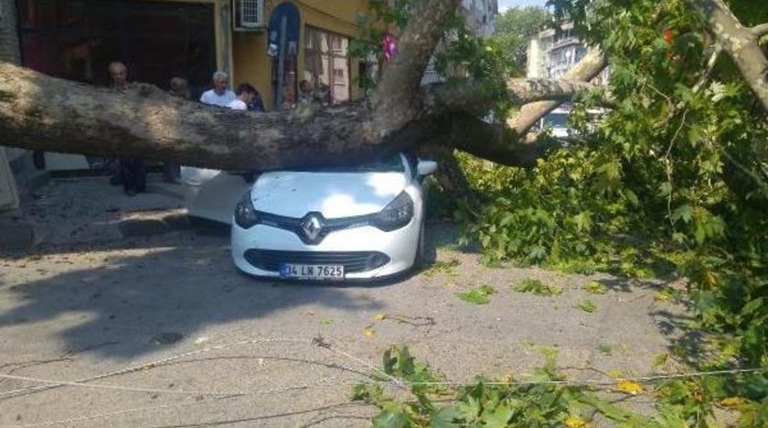 Asırlık Çınar Otomobilin Üzerine Devrildi: 2 Yaralı