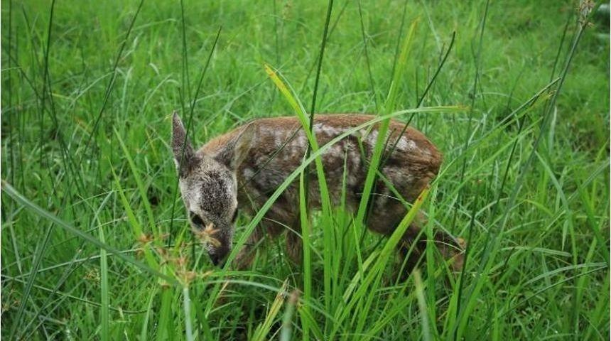 Ordu’da 42 Karaca Tedavi Edildi