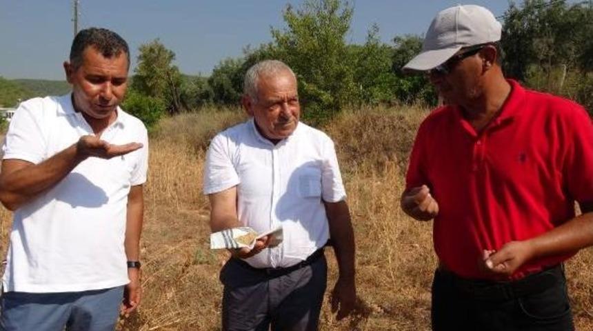 Silifke'de Ilk Kinoa Hasadı