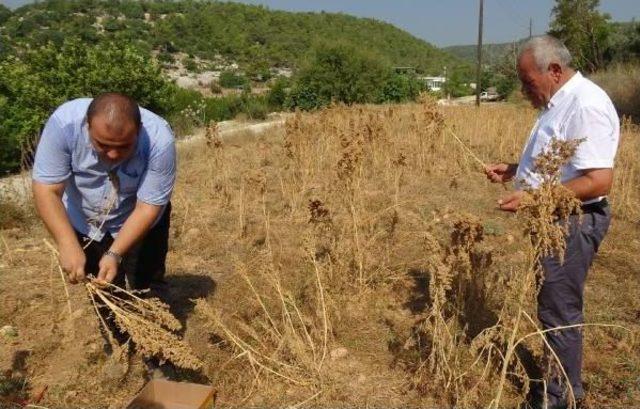 Silifke'de Ilk Kinoa Hasadı