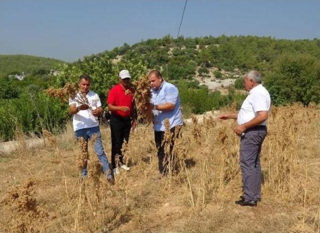 Silifke'de Ilk Kinoa Hasadı