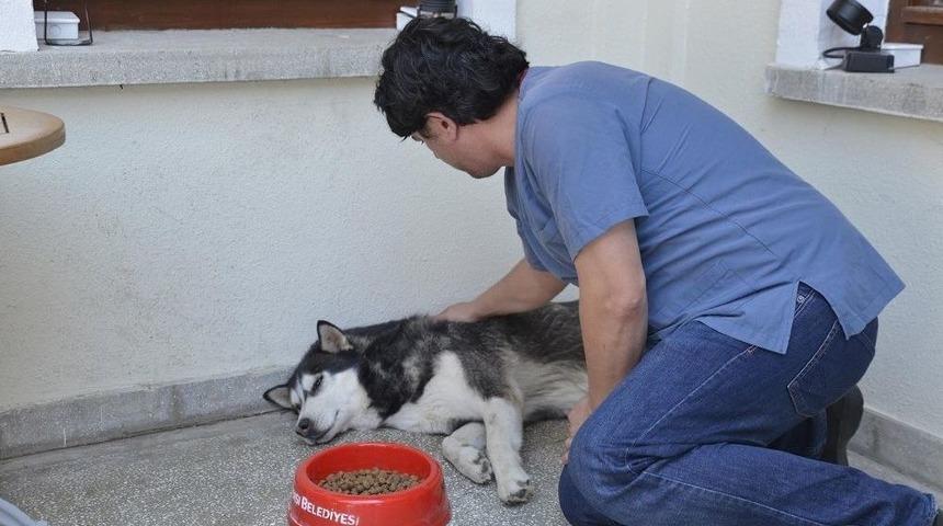 Tepebaşı Belediyesi Sokak Hayvanlarını Unutmuyor
