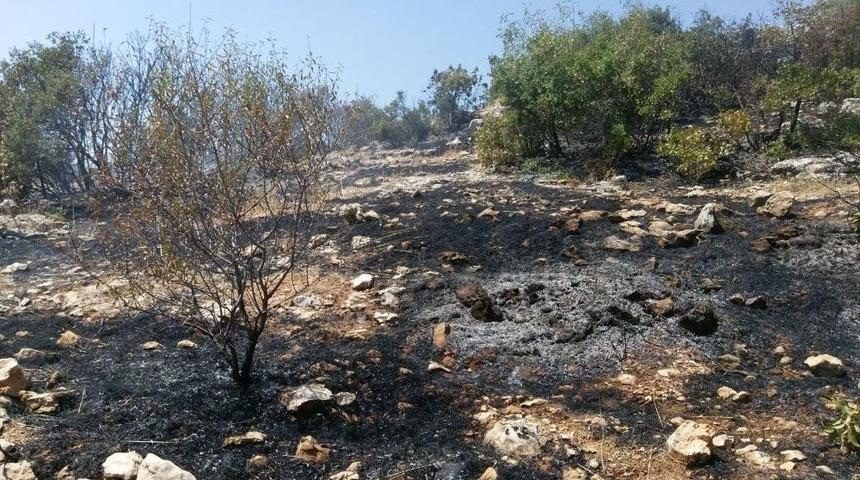 Besni&rsquo;de 3 D&ouml;n&uuml;m Orman Alanı Yandı